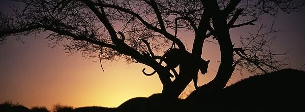 Leopard in tree at dusk, S. Africa