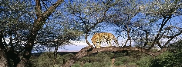 Leopard in tree, S. Africa