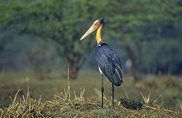 Lesser Adjutant Stork Bharatpur India