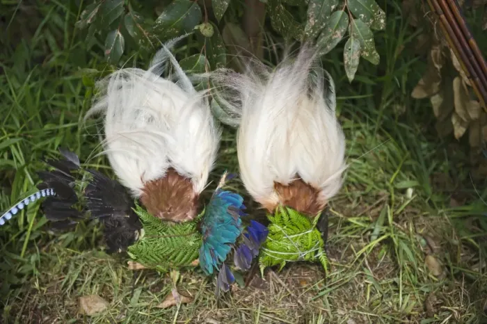 Framed Print : Lesser Bird of Paradise plumes for head dress at Paiya Show Western Highlands Papua Framed Print : Lesser Bird of Paradise plumes for head dress at Paiya Show Western Highlands Papua