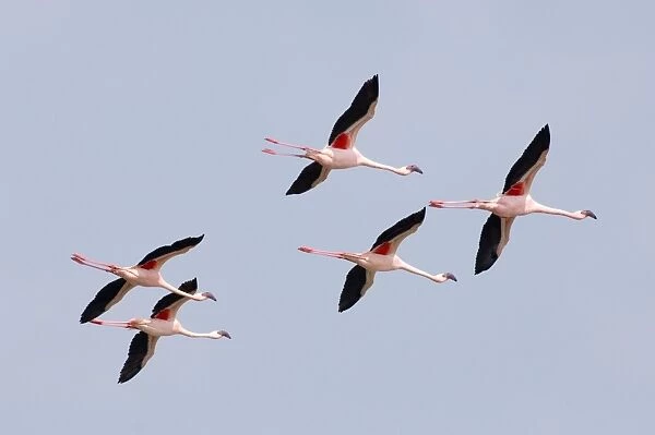 Lesser Flamingos Lake Nakuru Rift Valley Kenya
