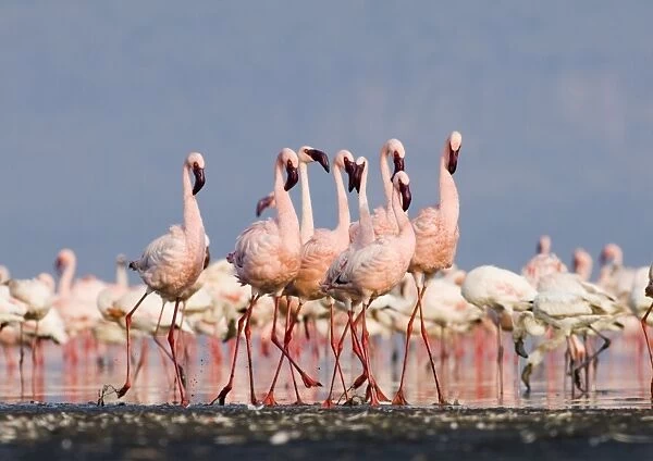 Lesser Flamingos (Phoeniconaias minor) group in display Lake Nakuru Rift Valley Kenya