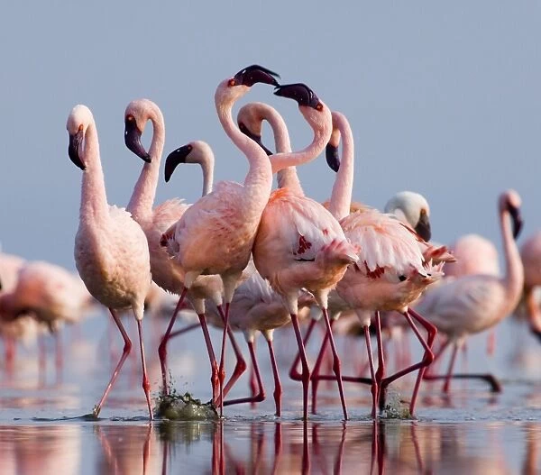 Lesser Flamingos (Phoeniconaias minor) group in display Lake Nakuru Rift Valley Kenya