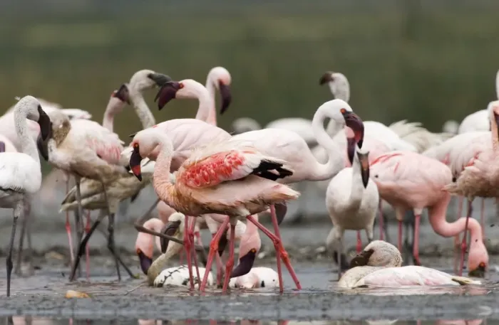 Framed Print : Lesser Flamingos Phoeniconaias minor bathing in frshwater spring Lake Nakuru Kenya July