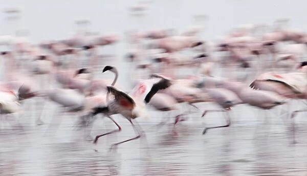 Lesser Flamingos Phoeniconaias minor displaying Lake Nakuru Kenya July