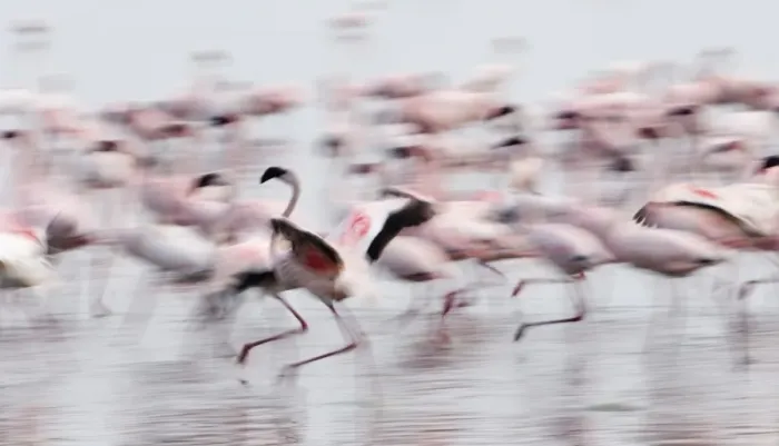 Framed Print : Lesser Flamingos Phoeniconaias minor displaying Lake Nakuru Kenya July