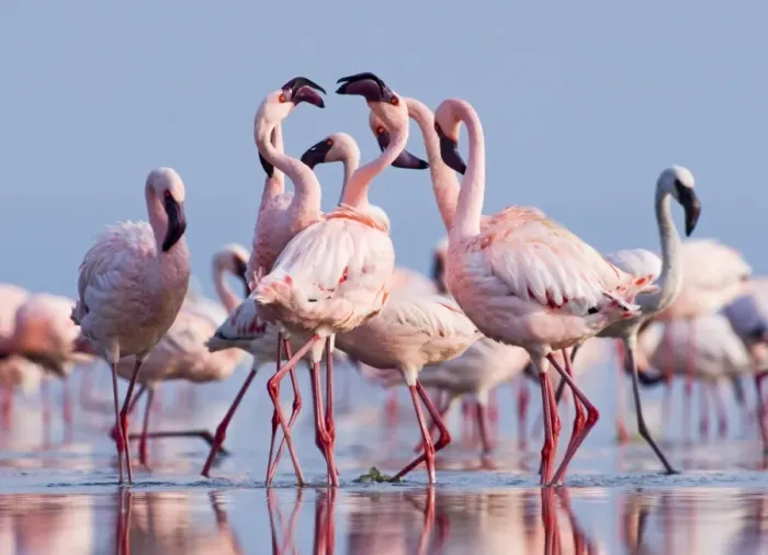 Framed Print : Lesser Flamingos (Phoeniconaias minor) group in display Lake Nakuru Rift Valley Kenya