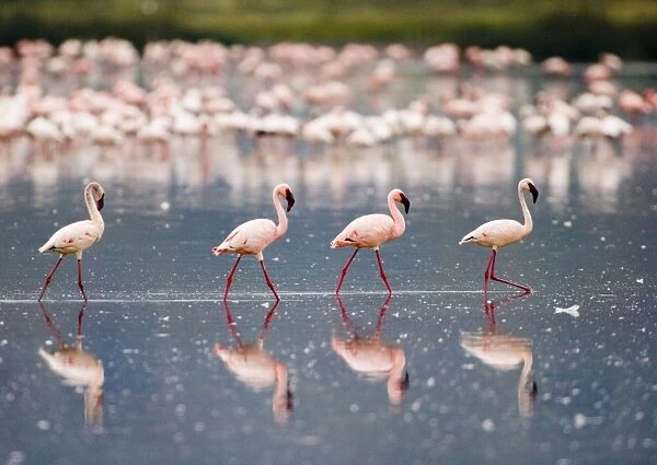 Lesser Flamingos Phoeniconaias minor Lake Nakuru Kenya July