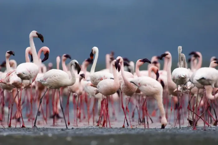 Framed Print : Lesser Flamingos Phoeniconaias minor Lake Nakuru Kenya July
