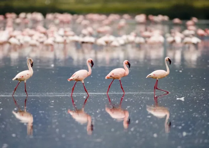 Framed Print : Lesser Flamingos Phoeniconaias minor Lake Nakuru Kenya July