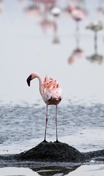 Lesser Flamingos Phoeniconaias minor standing on nest platform Lake Nakuru Kenya