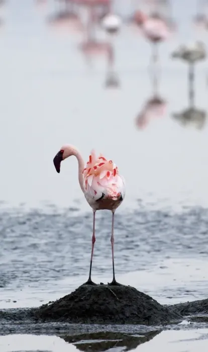 Framed Print : Lesser Flamingos Phoeniconaias minor standing on nest platform Lake Nakuru Kenya