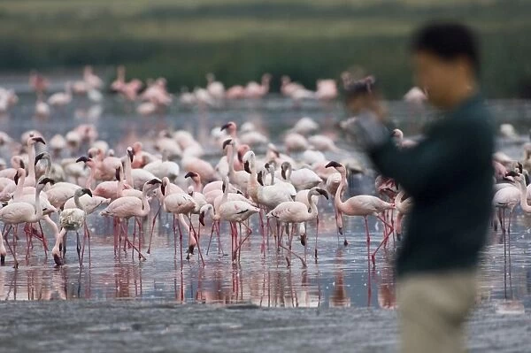 Lesser Flamingos Phoeniconaias minor and tourist Lake Nakuru Kenya July