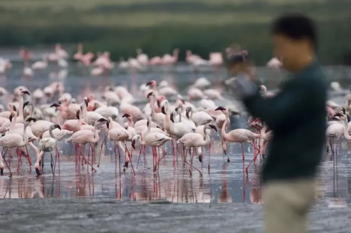 Framed Print : Lesser Flamingos Phoeniconaias minor and tourist Lake Nakuru Kenya July