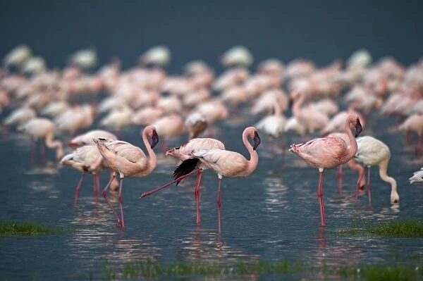 Lesser Flamingos Phoenicopterus minor on Lake Nakuru Kenya
