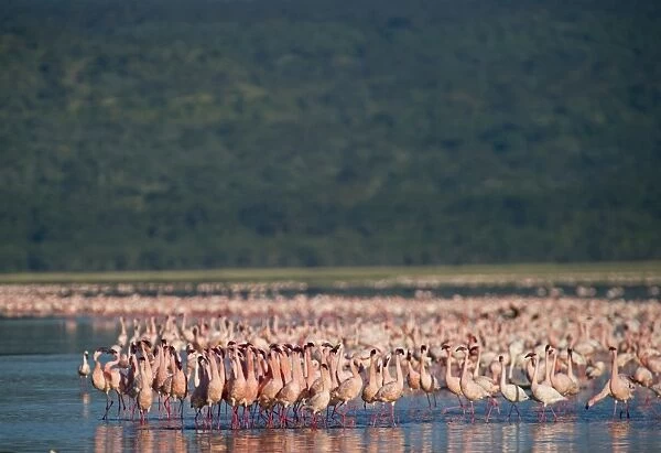 Lesser Flamingos Phoenicopterus minor on Lake Nakuru Kenya