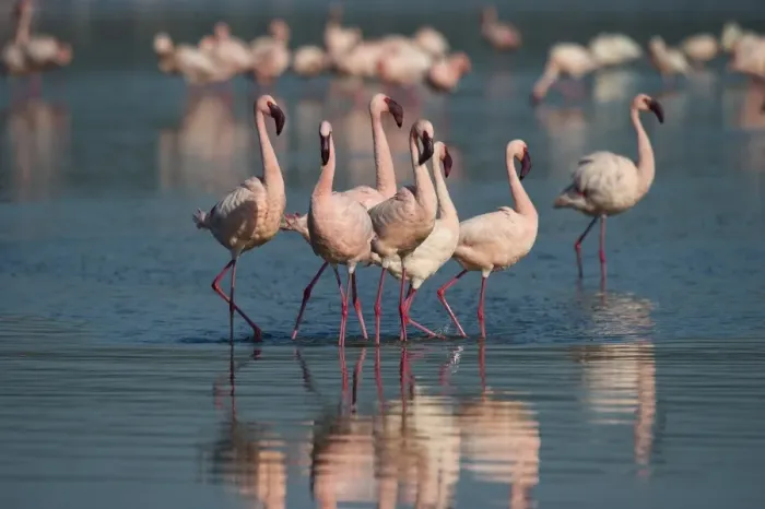 Framed Print : Lesser Flamingos Phoenicopterus minor on Lake Nakuru Kenya