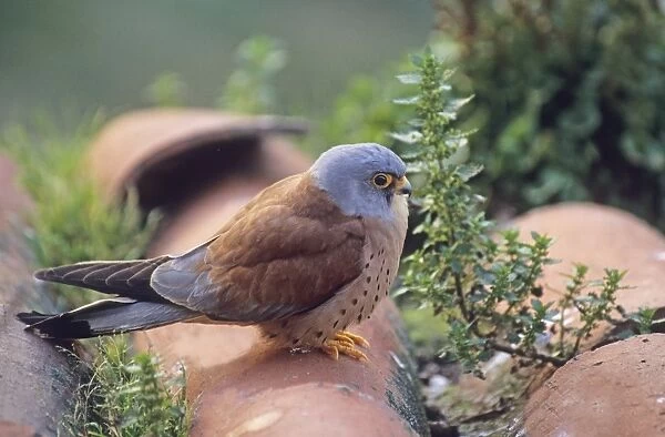 Lesser Kestrel Falco naumanni male at breeding colony Spain spring