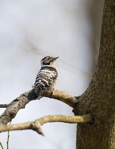 Lesser Spotted Woodpecker Dendrocopos minor male winter UK