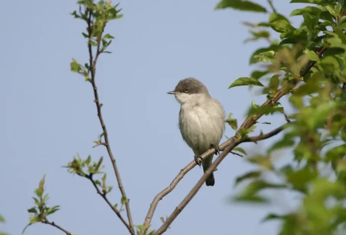 Framed Print : Lesser Whitethroat Sylvia curruca in song Norfolk May Framed Print : Lesser Whitethroat Sylvia curruca in song Norfolk May