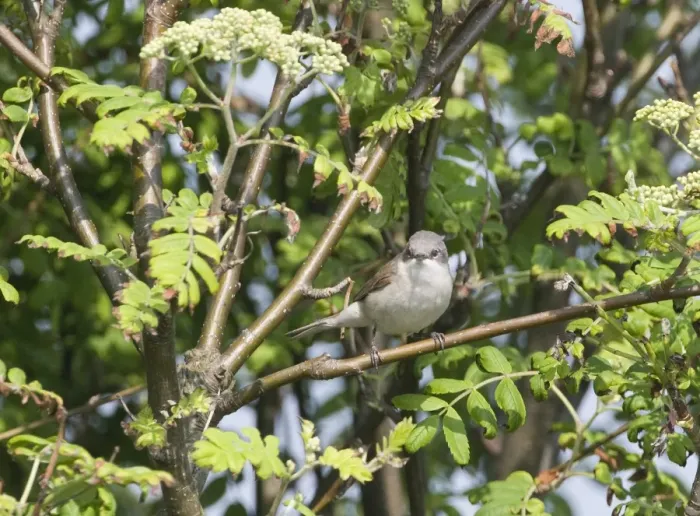 Framed Print : Lesser Whitethroat Sylvia curruca Suffolk April Framed Print : Lesser Whitethroat Sylvia curruca Suffolk April