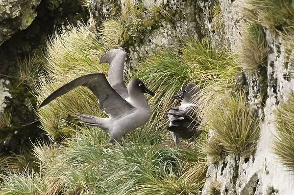 Light-mantled Sooty Albatross Phoebetria palpebrata adult displaying at nest site