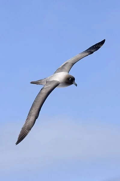 Light-mantled Sooty Albatross Phoebetria palpebrata courting in early spring Gold