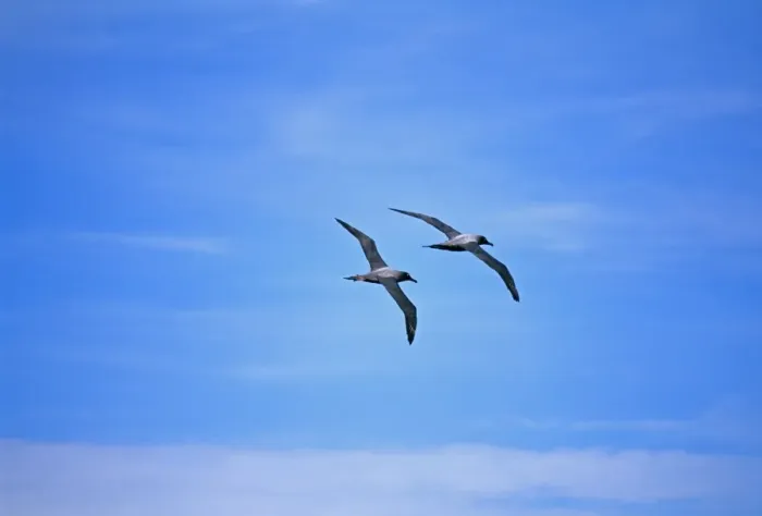 Framed Print : Light-mantled Sooty Albatross, Phoebetria palpebrata, pair flying in formation in courtship ritual