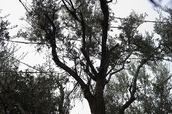Limesticks illegally set in an olive tree to trap migratory birds for ambelopoulia