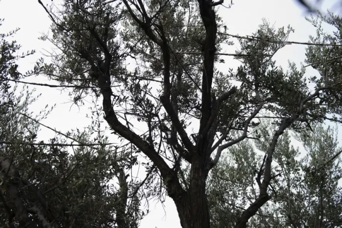 Framed Print : Limesticks illegally set in an olive tree to trap migratory birds for ambelopoulia