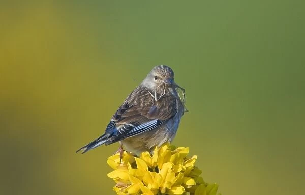 Linnet Carduelis cannabina with nest material Norfolk April