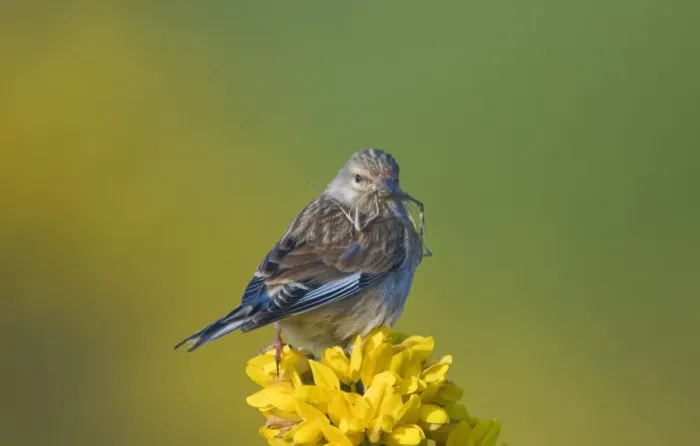 Framed Print : Linnet Carduelis cannabina with nest material Norfolk April Framed Print : Linnet Carduelis cannabina with nest material Norfolk April