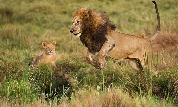 Lion Panthera leo male playing with cubs Marsh pride Masai Mara Kenya