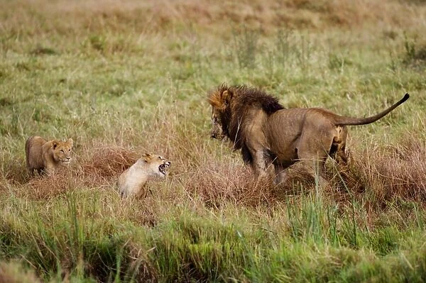 Lion Panthera leo male playing with cubs Marsh pride Masai Mara Kenya