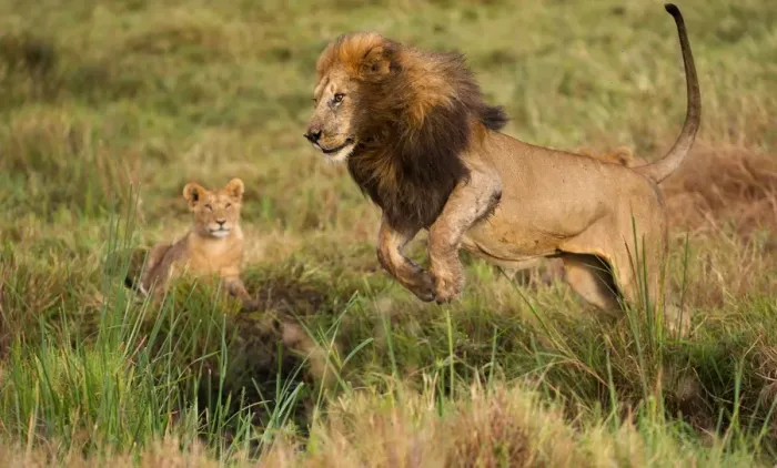 Framed Print : Lion Panthera leo male playing with cubs Marsh pride Masai Mara Kenya Framed Print : Lion Panthera leo male playing with cubs Marsh pride Masai Mara Kenya