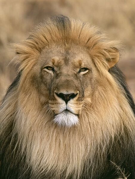 Lion, Panthera leo, male, S. Africa