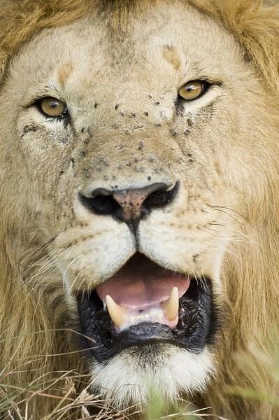 Lion Panthera leo Masai Mara Kenya July