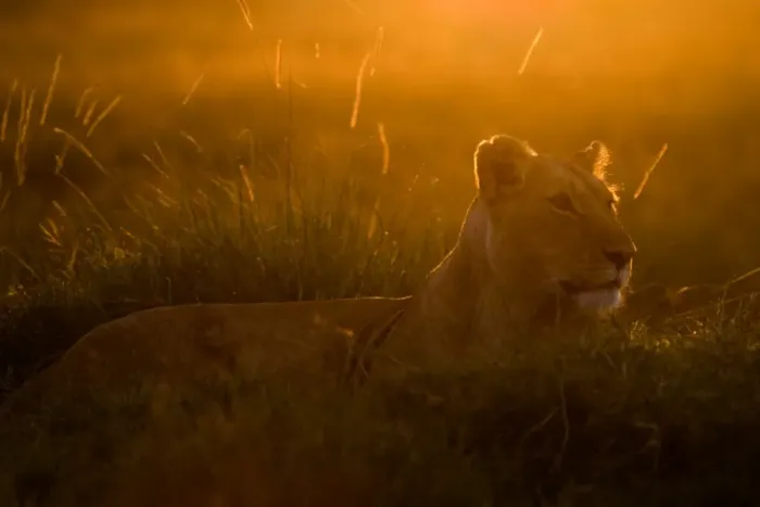 Framed Print : Lioness Panthera leo at dawn Masai Mara Kenya East Africa Framed Print : Lioness Panthera leo at dawn Masai Mara Kenya East Africa