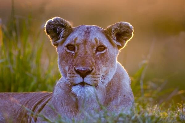Lioness (Panthera leo) Masai Mara Kenya