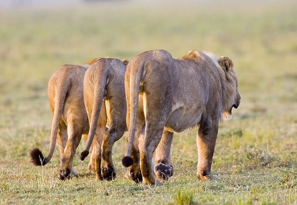 Lions (Panthera leo) Masai Mara Kenya