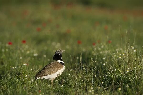 Little Bustard Tetrax tetrax male displaying on Spanish Steppes Spain May