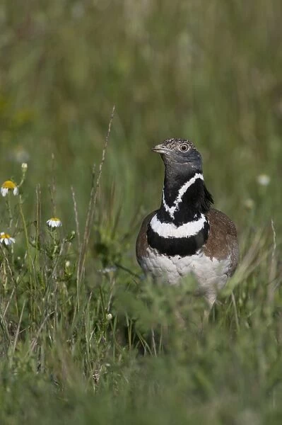 Little Bustard Tetrax tetrax male displaying on Spanish Steppes Spain May
