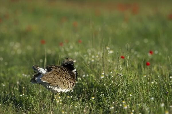 Little Bustard Tetrax tetrax male displayng on Spanish Steppes Spain May
