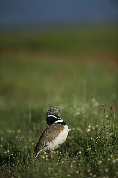 Little Bustard Tetrax tetrax male displayng on Spanish Steppes Spain May