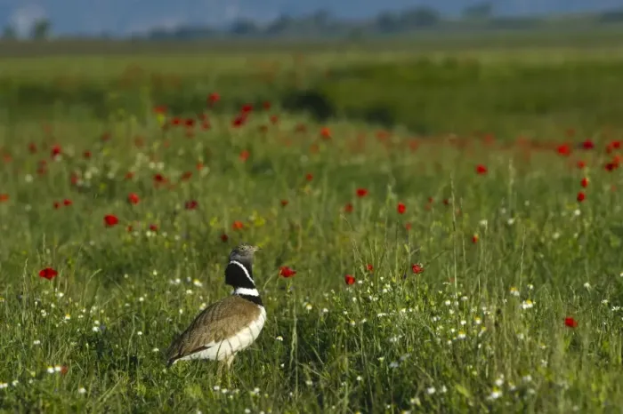 Framed Print : Little Bustard Tetrax tetrax male displayng on Spanish Steppes Spain May