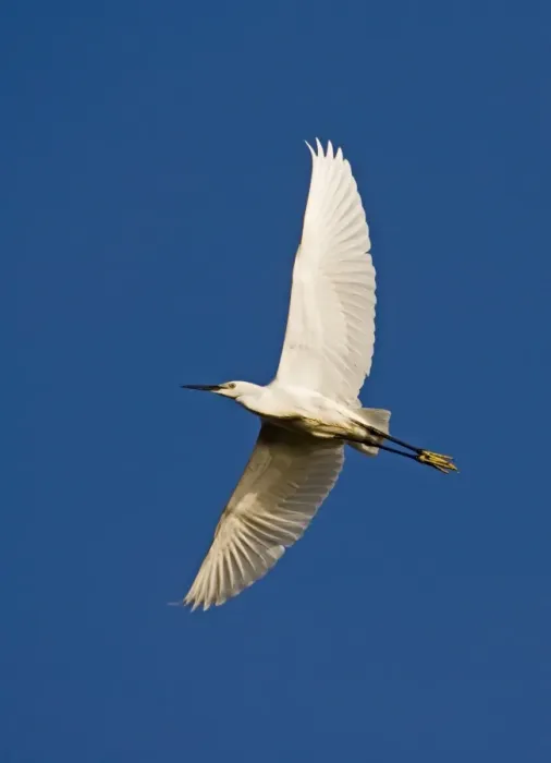 Framed Print : Little Egret egretta garzetta adult North Norfolk April
