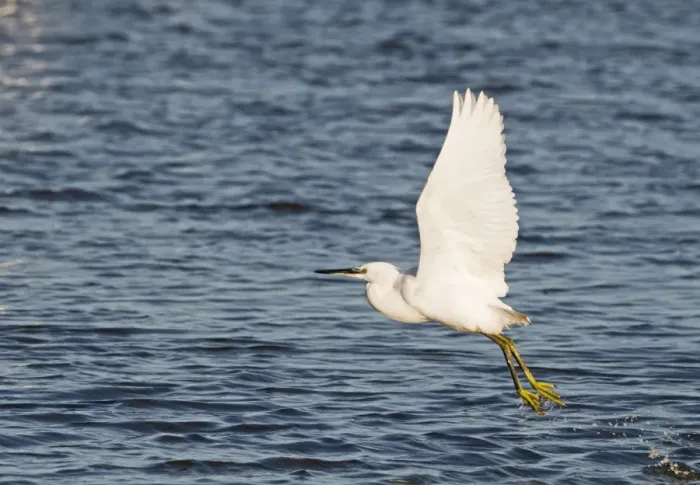 Framed Print : Little Egret Egretta garzetta Brancaster Norfolk winter Framed Print : Little Egret Egretta garzetta Brancaster Norfolk winter