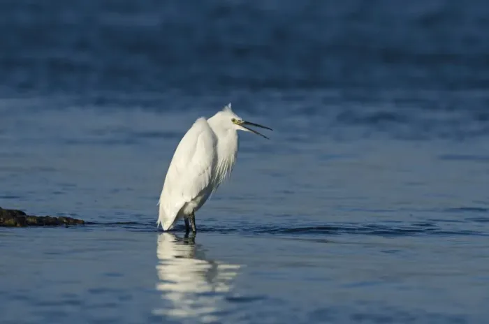 Framed Print : Little Egret Egretta garzetta in coastal creek Norfolk winter Framed Print : Little Egret Egretta garzetta in coastal creek Norfolk winter