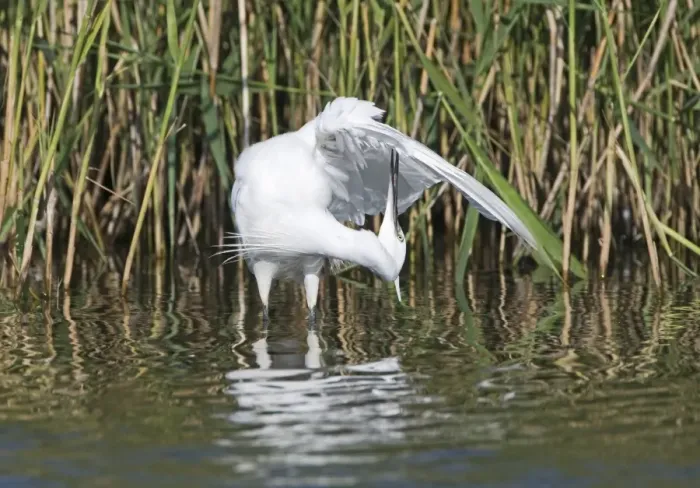 Framed Print : Little Egret Egretta garzetta preening Norfolk July Framed Print : Little Egret Egretta garzetta preening Norfolk July