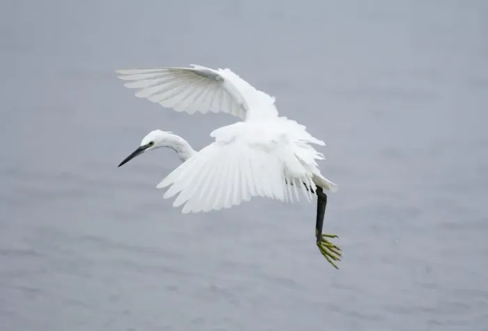 Framed Print : Little Egret Egretta garzetta Snettisham RSPB Reserve North Norfolk September Framed Print : Little Egret Egretta garzetta Snettisham RSPB Reserve North Norfolk September